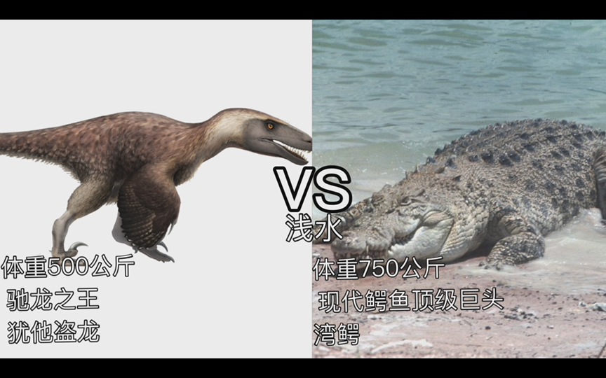 犹他盗龙vs湾鳄!驰龙之王vs现代鳄鱼顶级巨头!哔哩哔哩bilibili