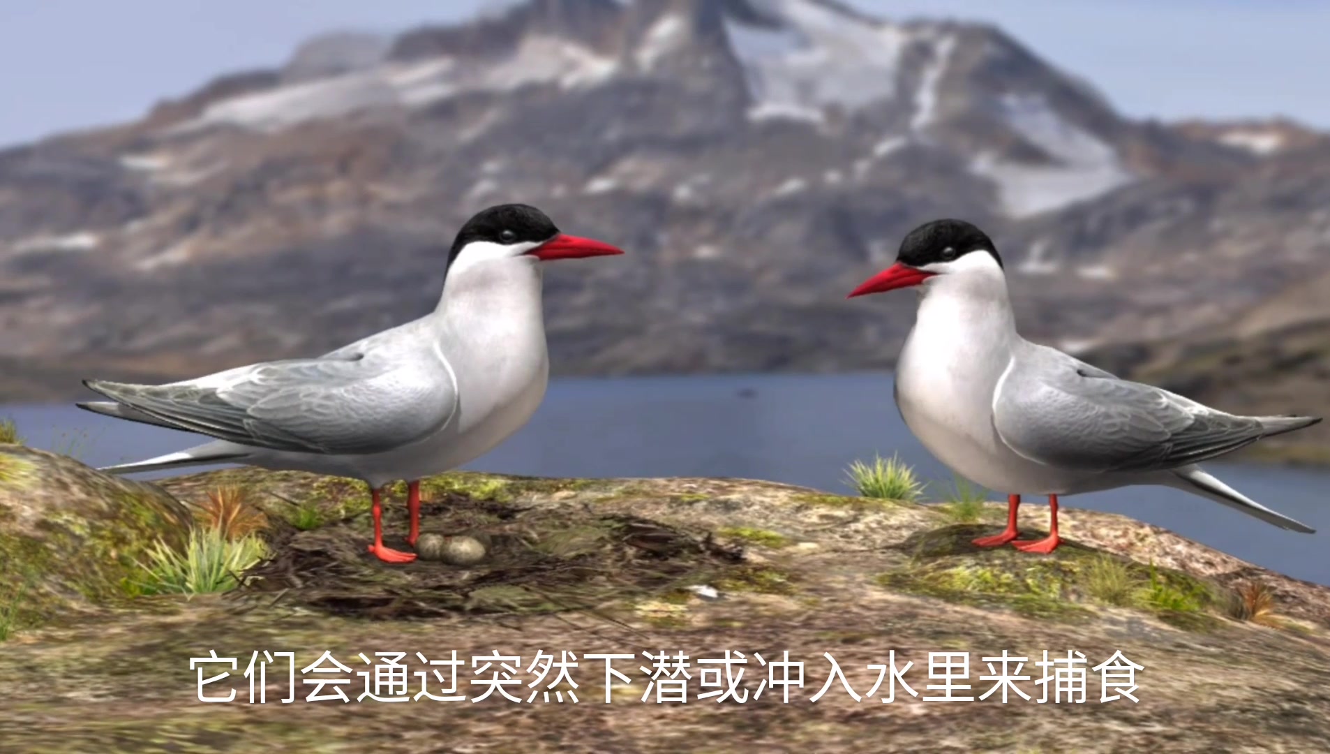 北极燕鸥以其漫长的迁徙路线闻名它们每年从北极飞到南极