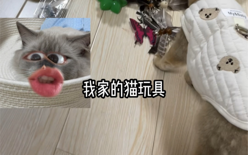 我家的猫玩具哔哩哔哩bilibili