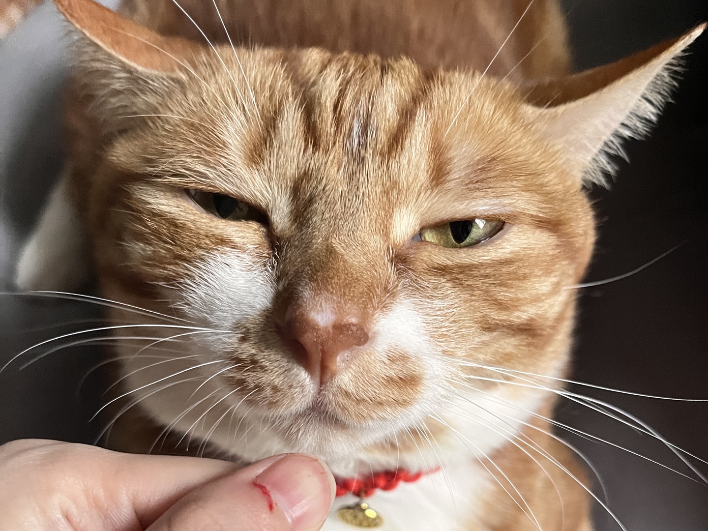 咬人猫 :道歉?这辈子是不可能道歉的!