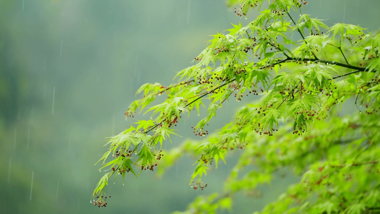 时间煮雨 壁纸图片