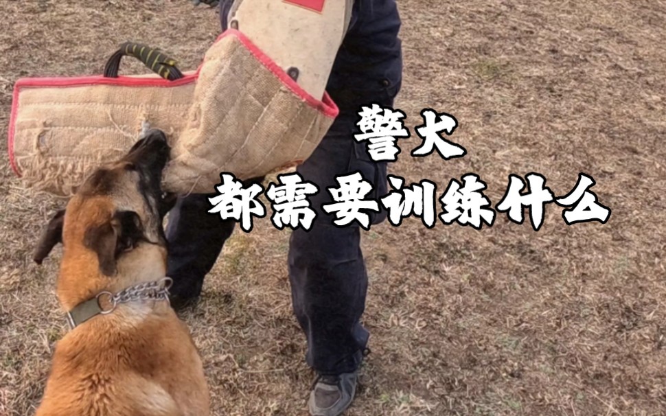 警犬都需要训练什么哔哩哔哩bilibili