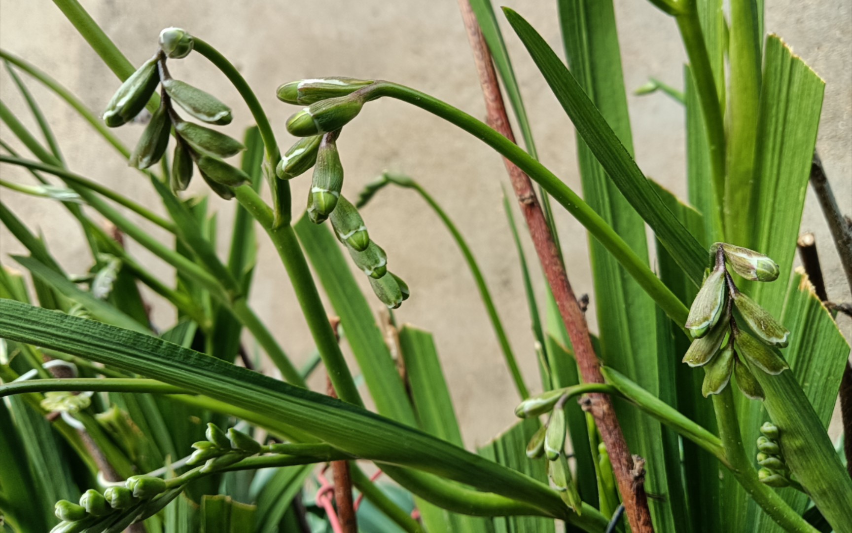【香雪兰】香雪兰的花苞越来越多了