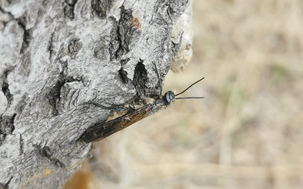 活动作品黑顶扁角树蜂的生态