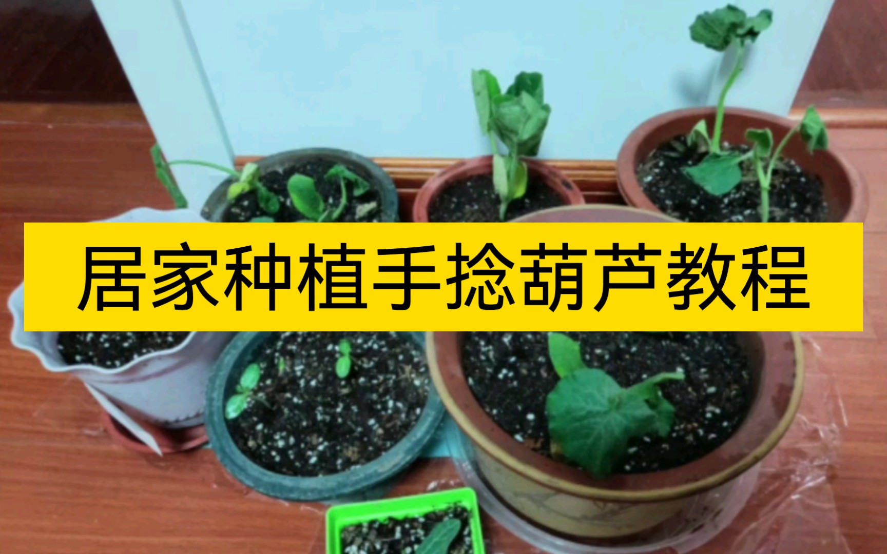 金丝指葫芦的功效(金丝指葫芦:神奇的草药,护肝利胆,降低胆固醇)