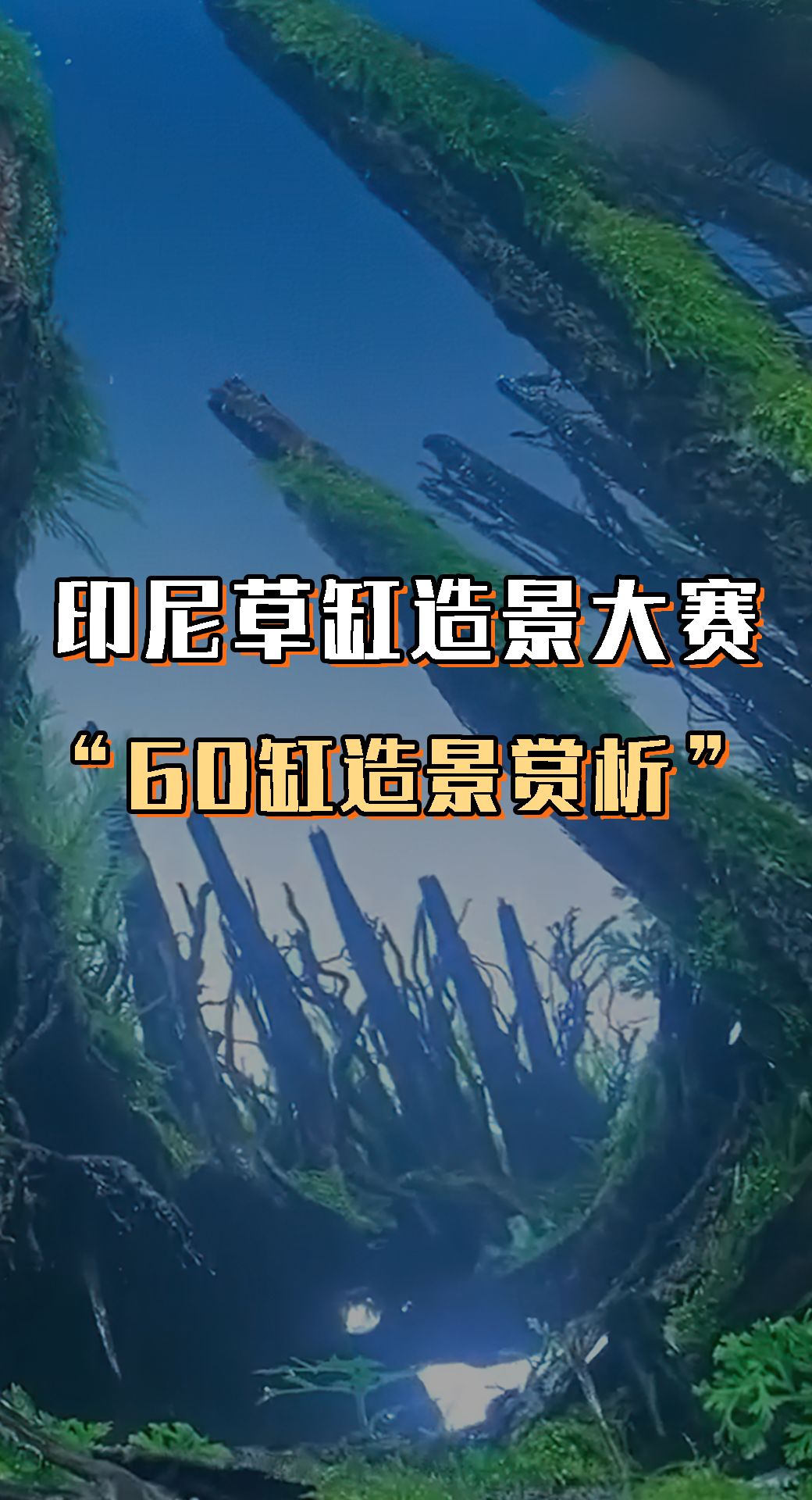 60草缸造景比赛图集图片