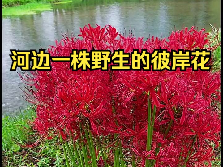 河边一株野生的彼岸花!又名曼珠沙华,它的花语是:见花不见叶,花叶永不相见,象征着永恒的思念.....哔哩哔哩bilibili