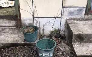 Video herunterladen: 分蜂的季节就要到来了，这种诱蜂的风水宝地每个人都能找到