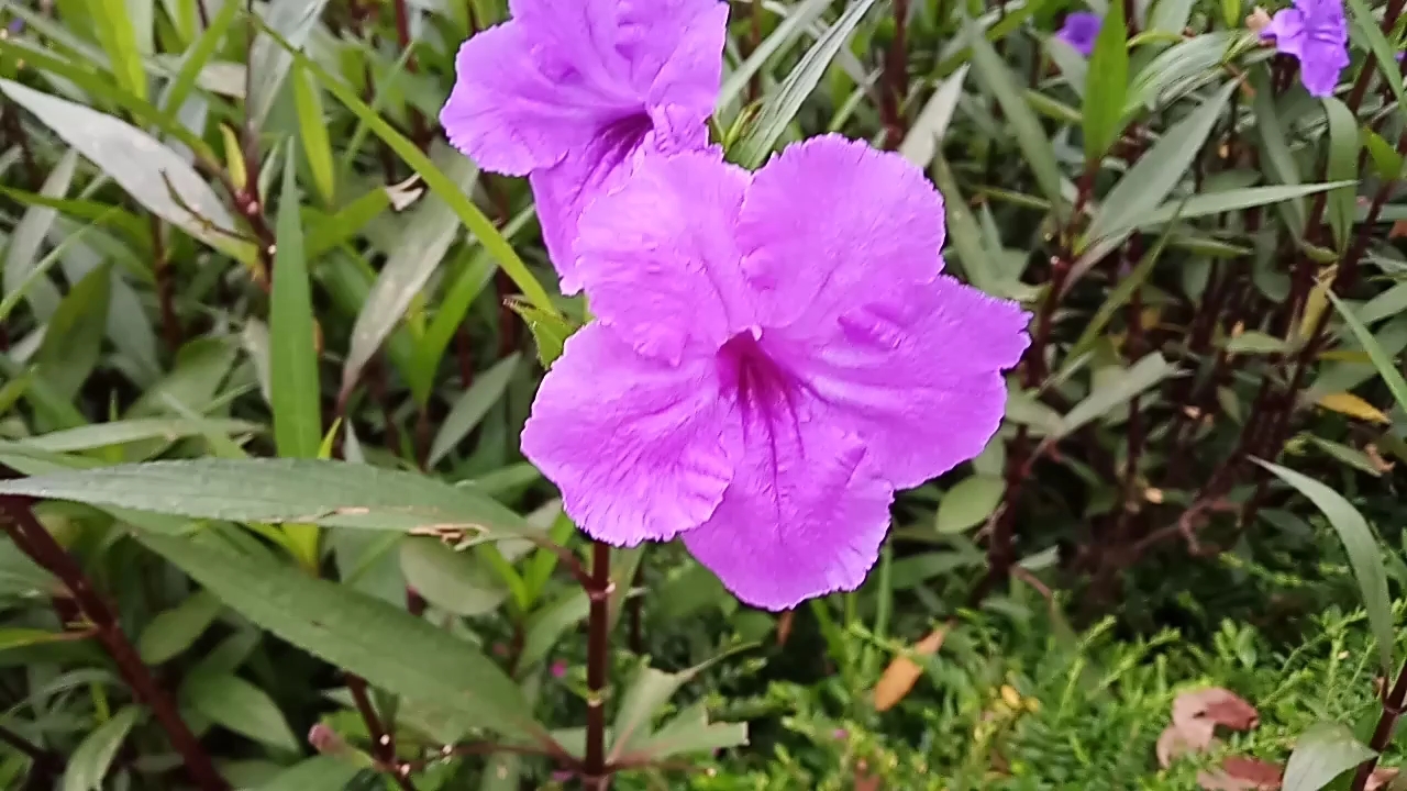 分享早晨公园里的紫色小喇叭花