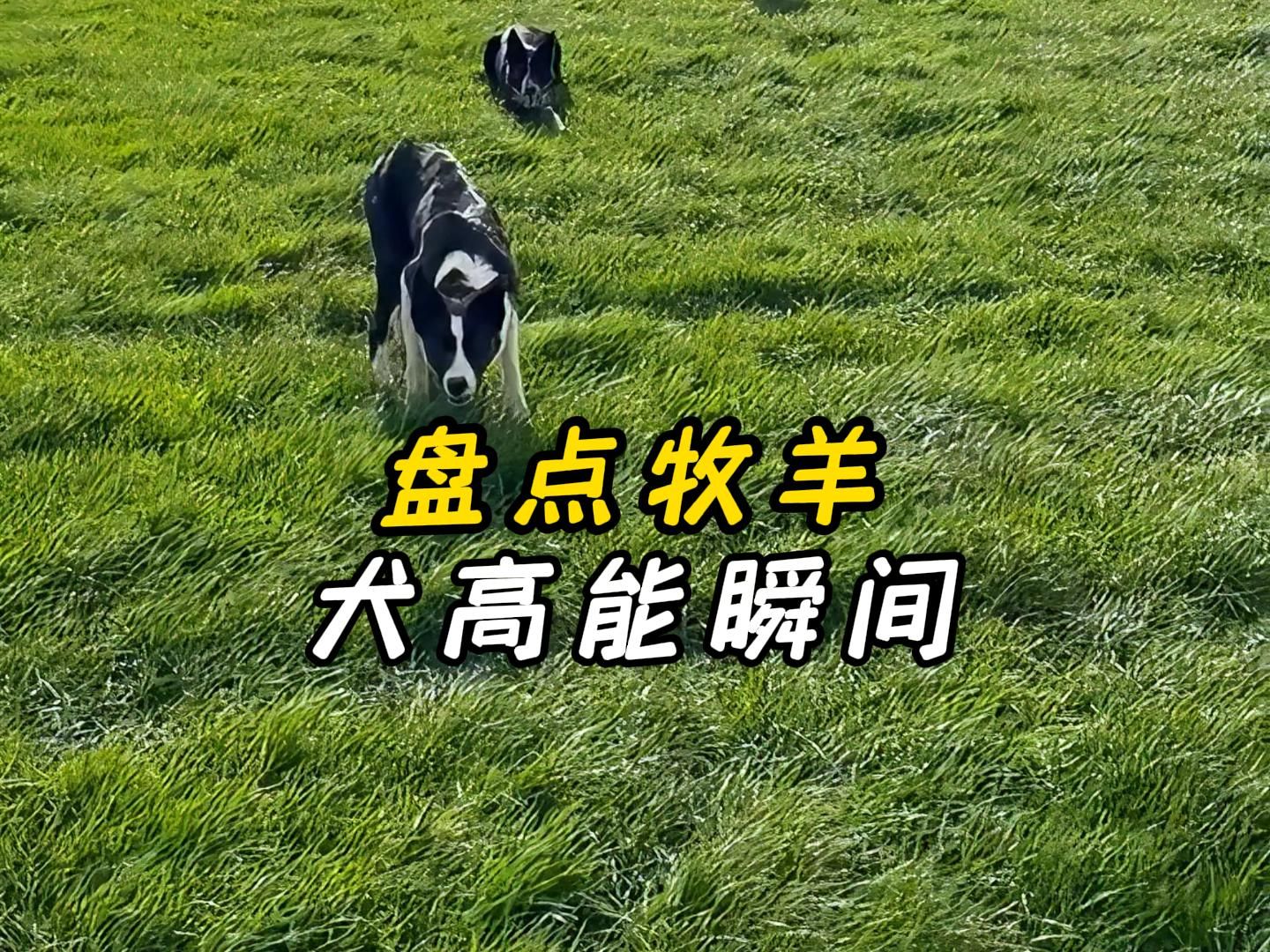 盘点那些高燃的牧羊犬名场面哔哩哔哩bilibili