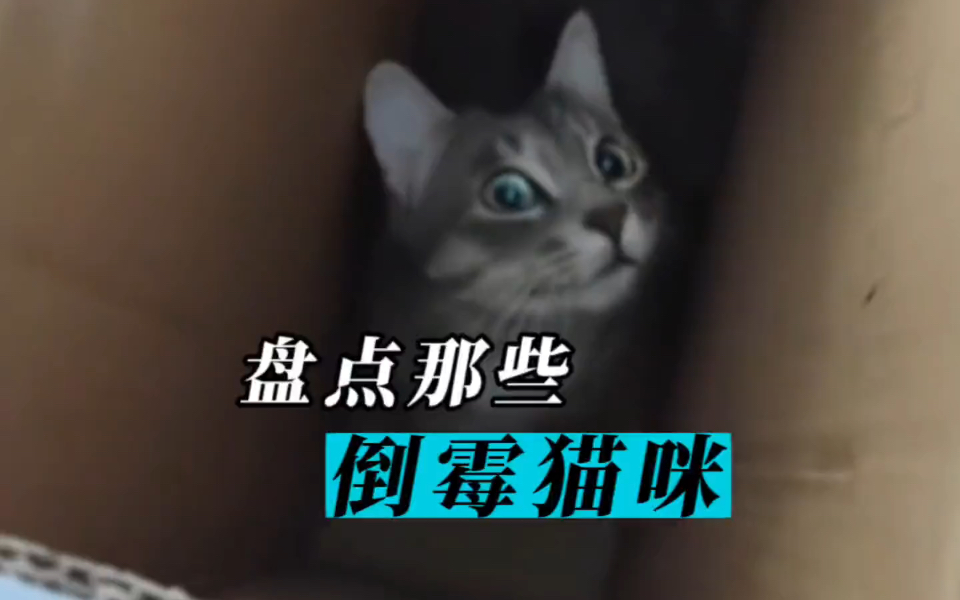 猫咪搞笑集锦、专治不开心哔哩哔哩bilibili