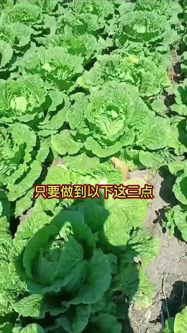 大白菜种植做好这三步白菜白菜种植农业种植农业三农种植小技巧哔哩哔哩bilibili