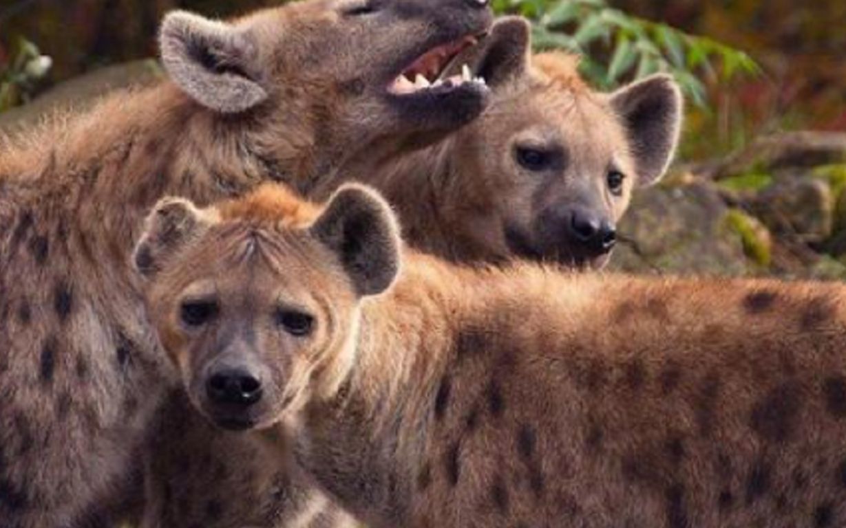 非洲草原上的"二哥"鬣狗,真的没有天敌吗?