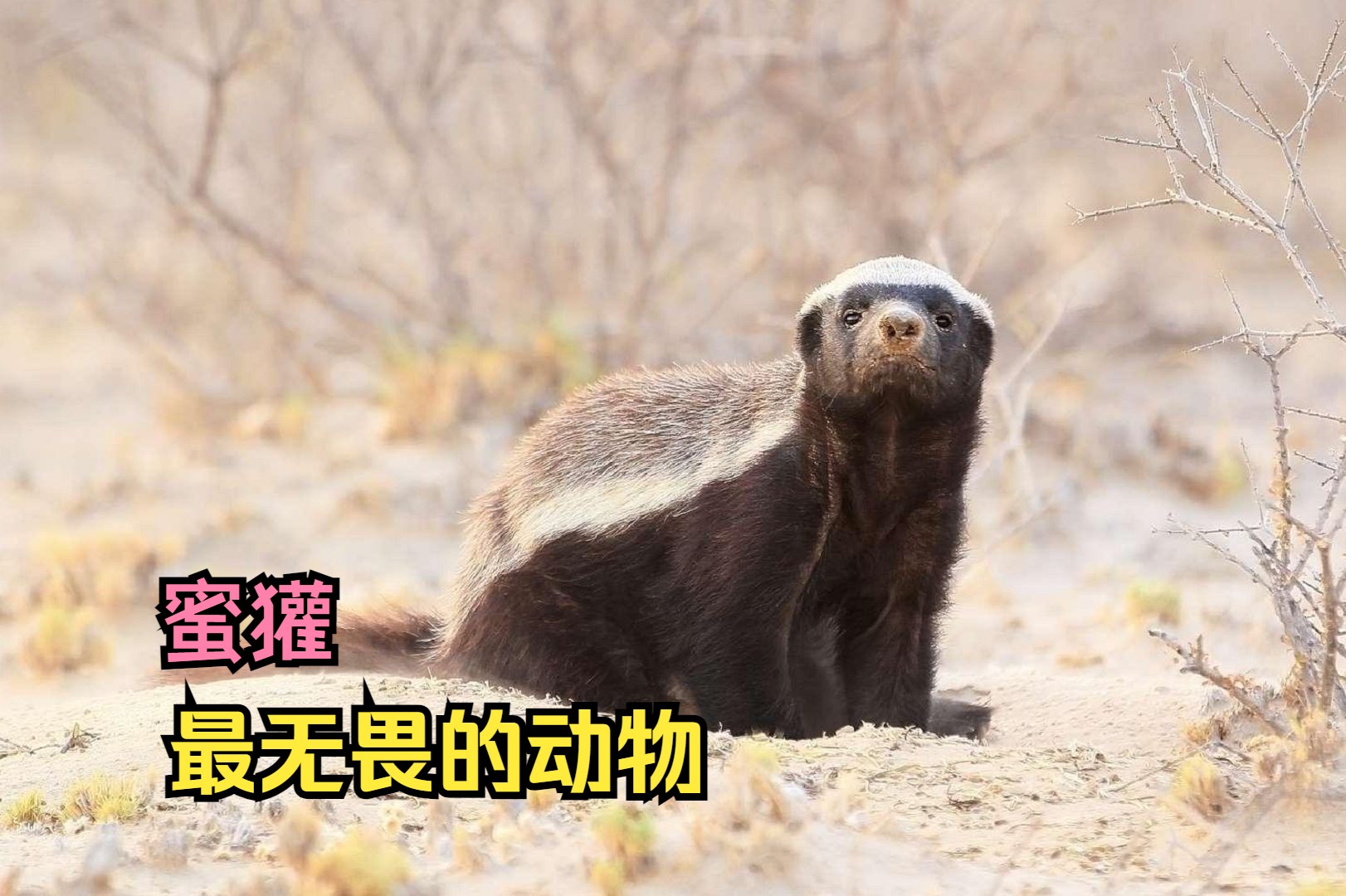 最勇的动物,平头哥蜜獾!天天越狱就想和狮子干架