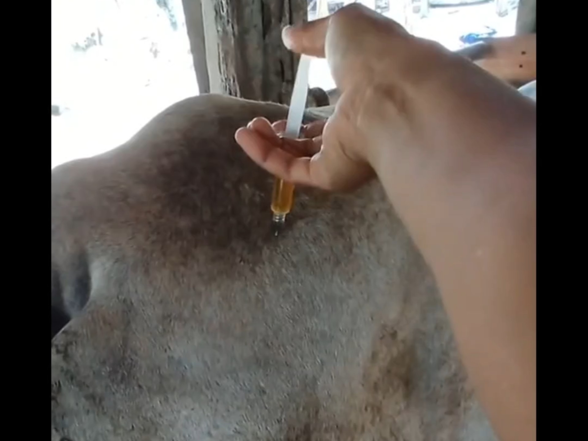 沉浸式给牛打针