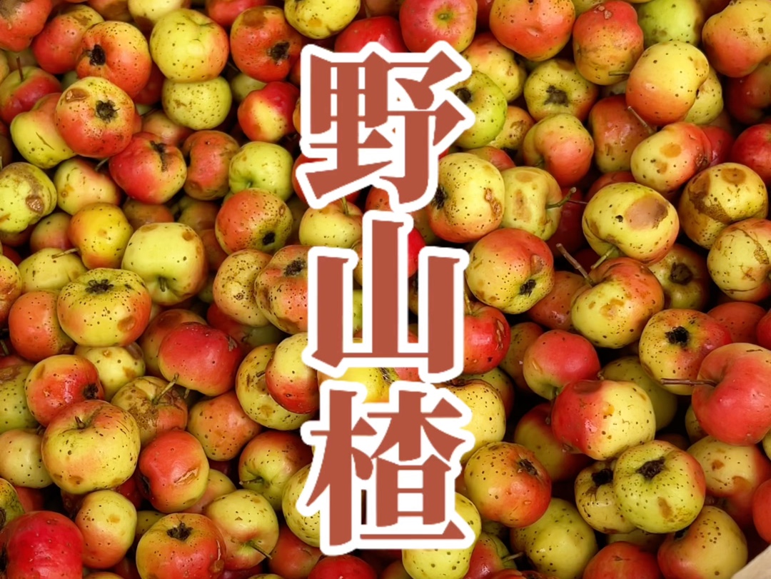 这种味道酸酸的果子在我们当地叫野山楂,你们吃过吗?