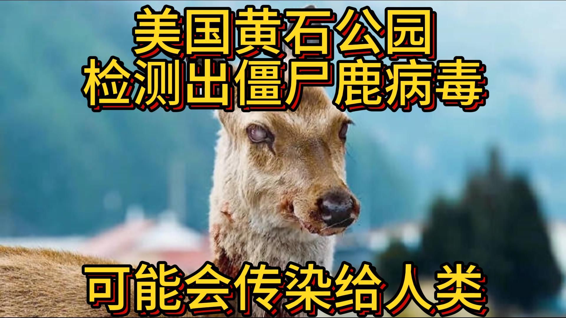 美国黄石公园检测出僵尸鹿病毒,可能会传染给人类