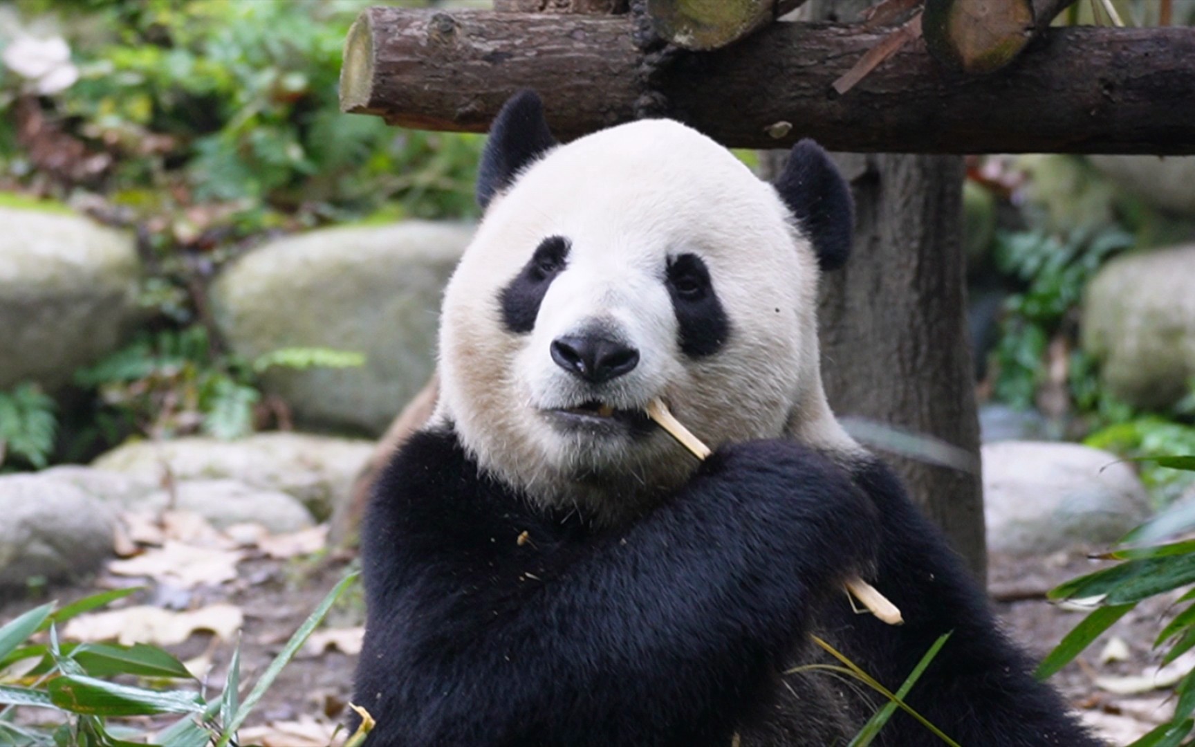 【大熊猫功仔】圆头圆脑的大哥也是很可爱的