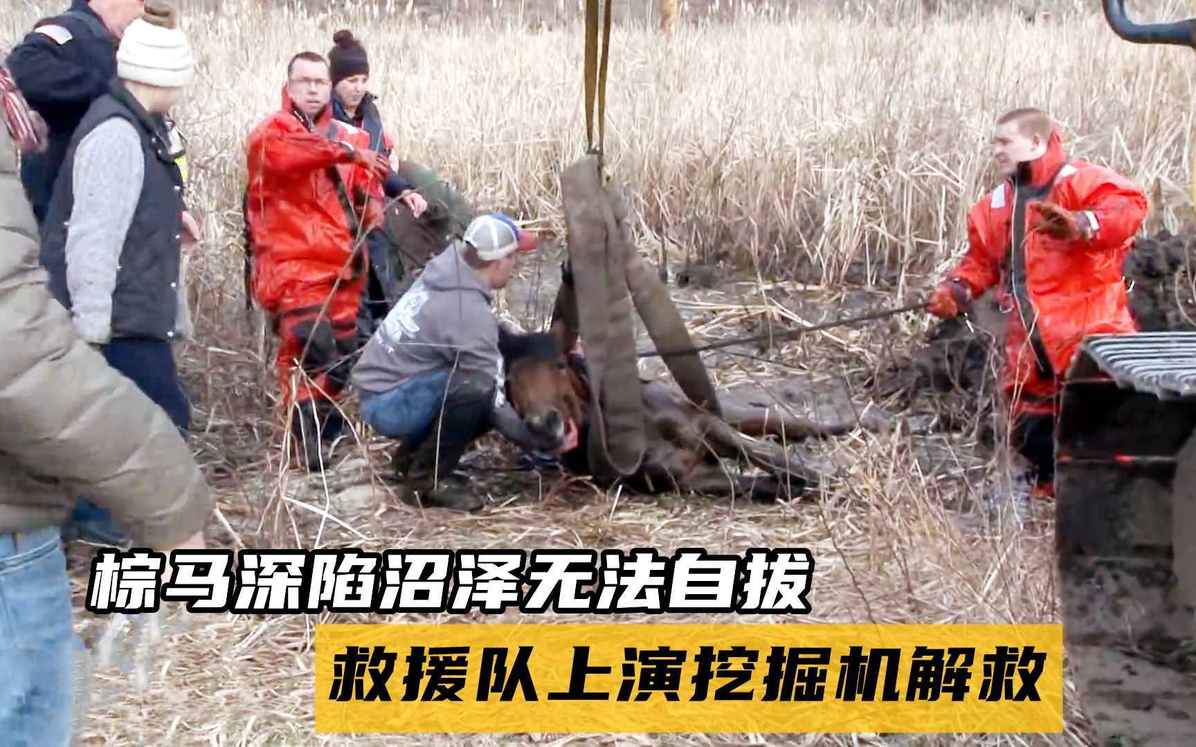 棕马深陷沼泽无法自拔,救援队上演挖掘机解救,它还能恢复站立吗