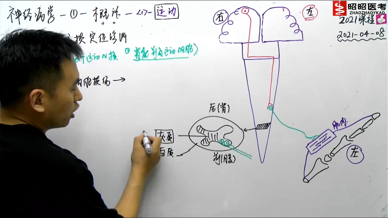 [图]神经系统-01神经系统概述3