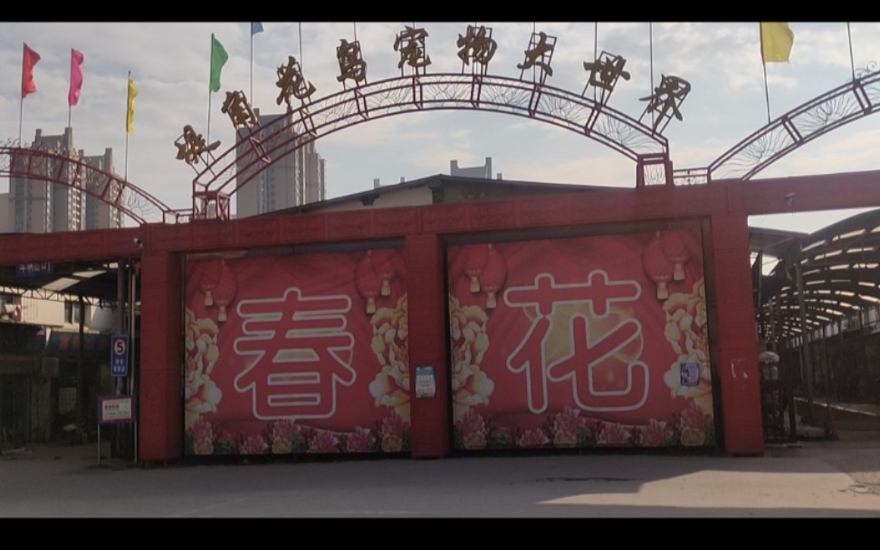 实拍武汉市堤角花鸟市场喜欢盆栽宠物花鸟鱼虫和朋友可去逛逛
