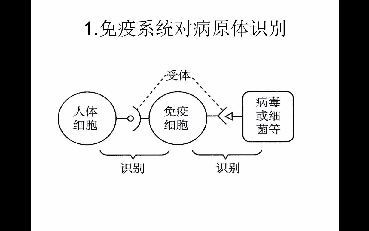 体液免疫生物选择性必修一人教版高中哔哩哔哩bilibili