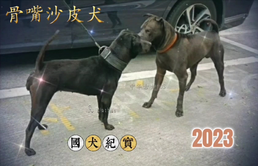 [纪实]骨嘴沙皮犬 属于短毛广东土松犬/BGM:Right Here Waiting哔哩哔哩bilibili