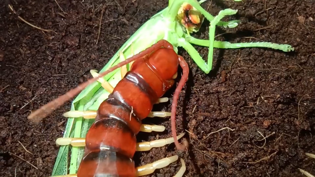 秘鲁蜈蚣捕食巨大口器的拟矛螽
