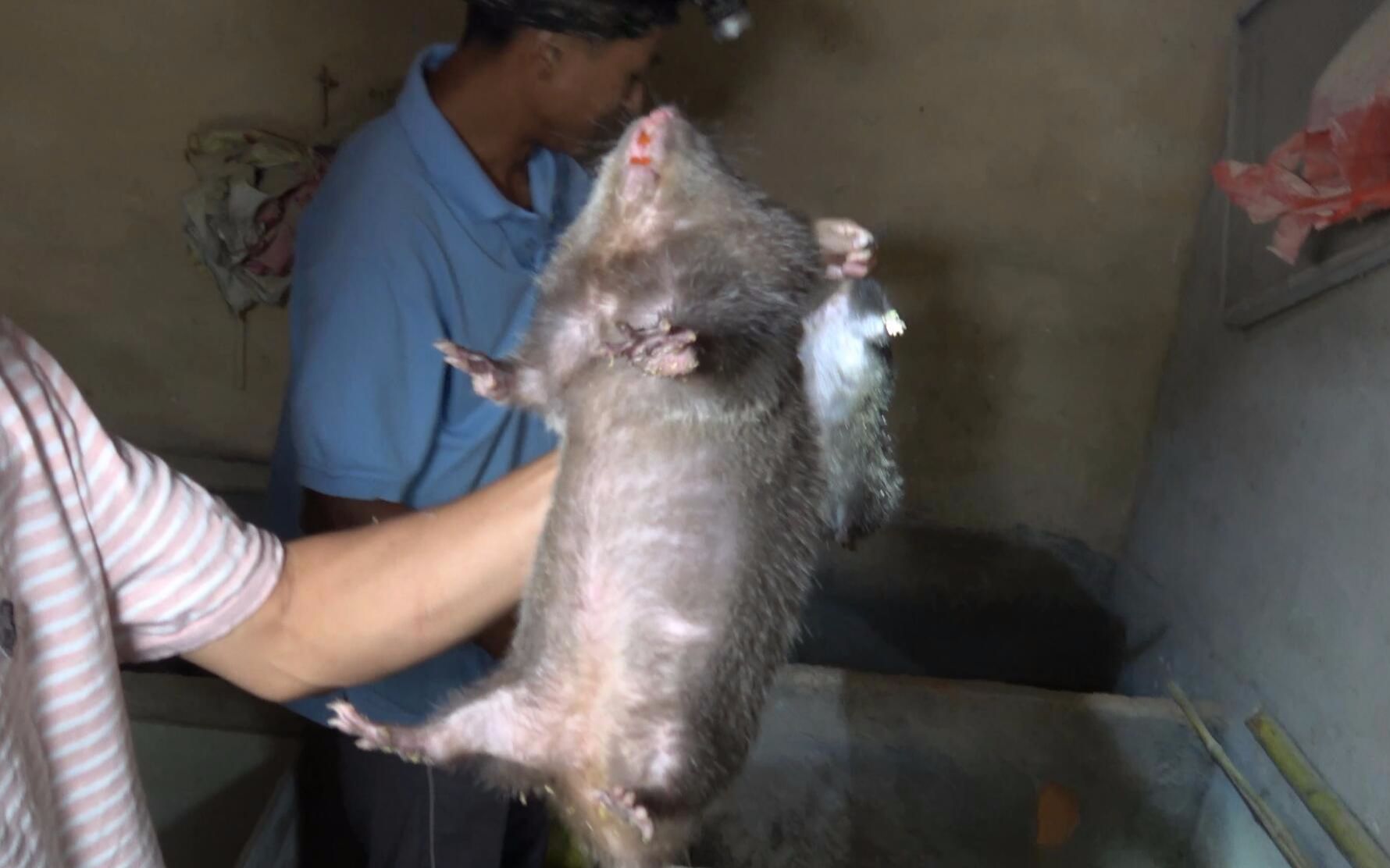 华农兄弟公鼠又不够了没办法只好去兄弟家抓几只