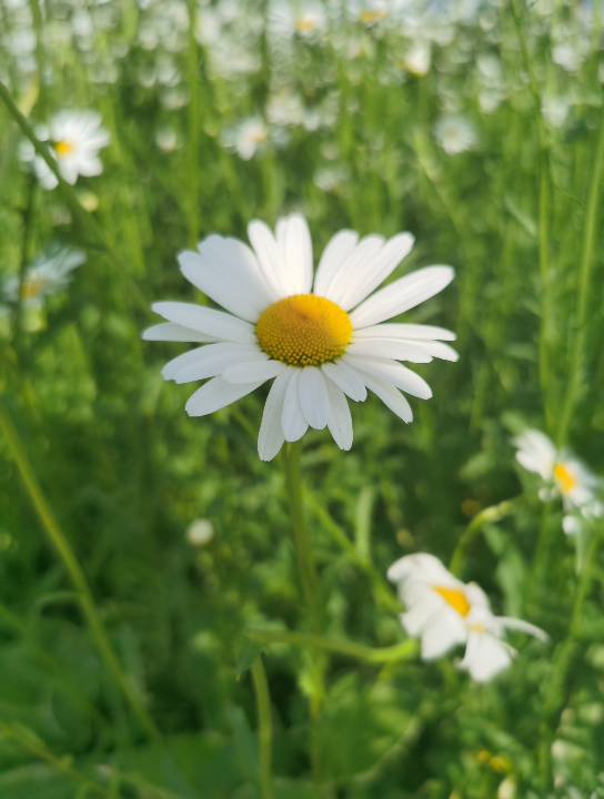 春暖花开的景色 哔哩哔哩 Bilibili