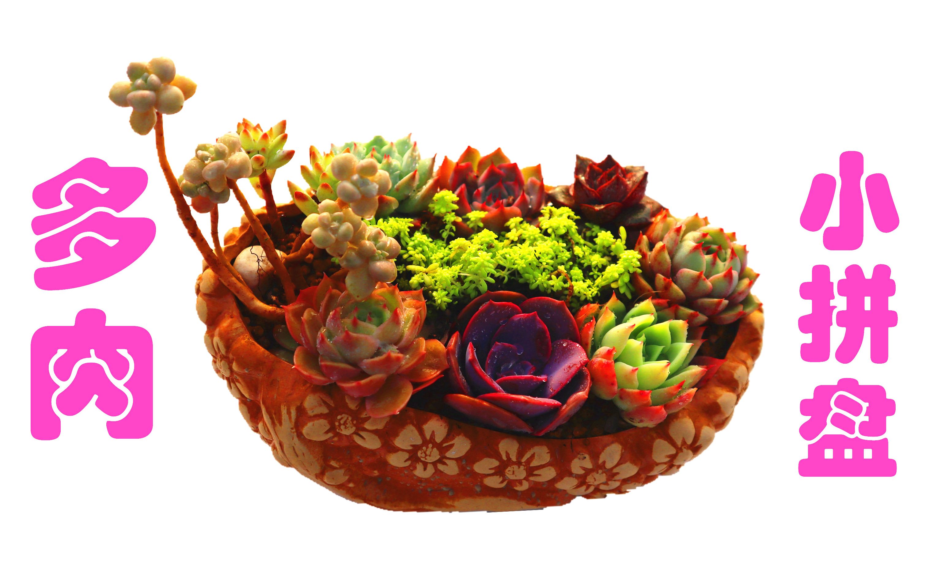 活动  多肉小拼盘 360度观赏无死角 一本正经的吹个牛