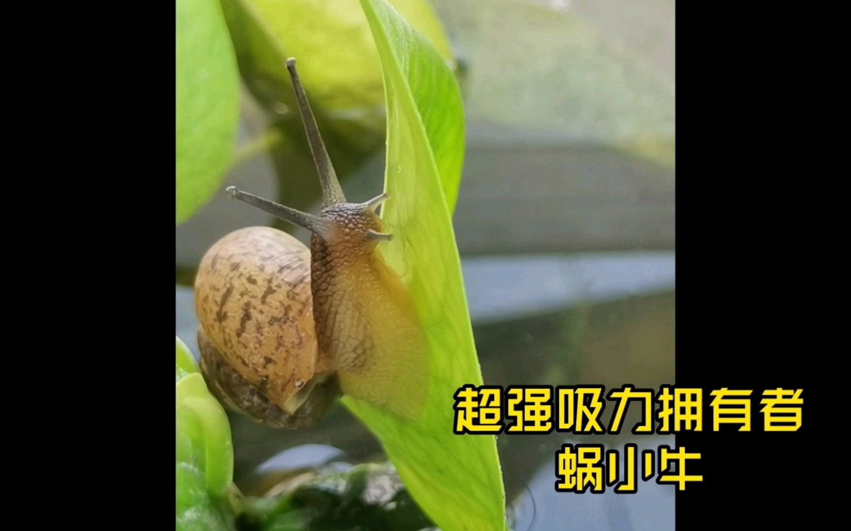 [图]蜗小牛🐌和小乌龟🐢，谁更慢吞吞🤔