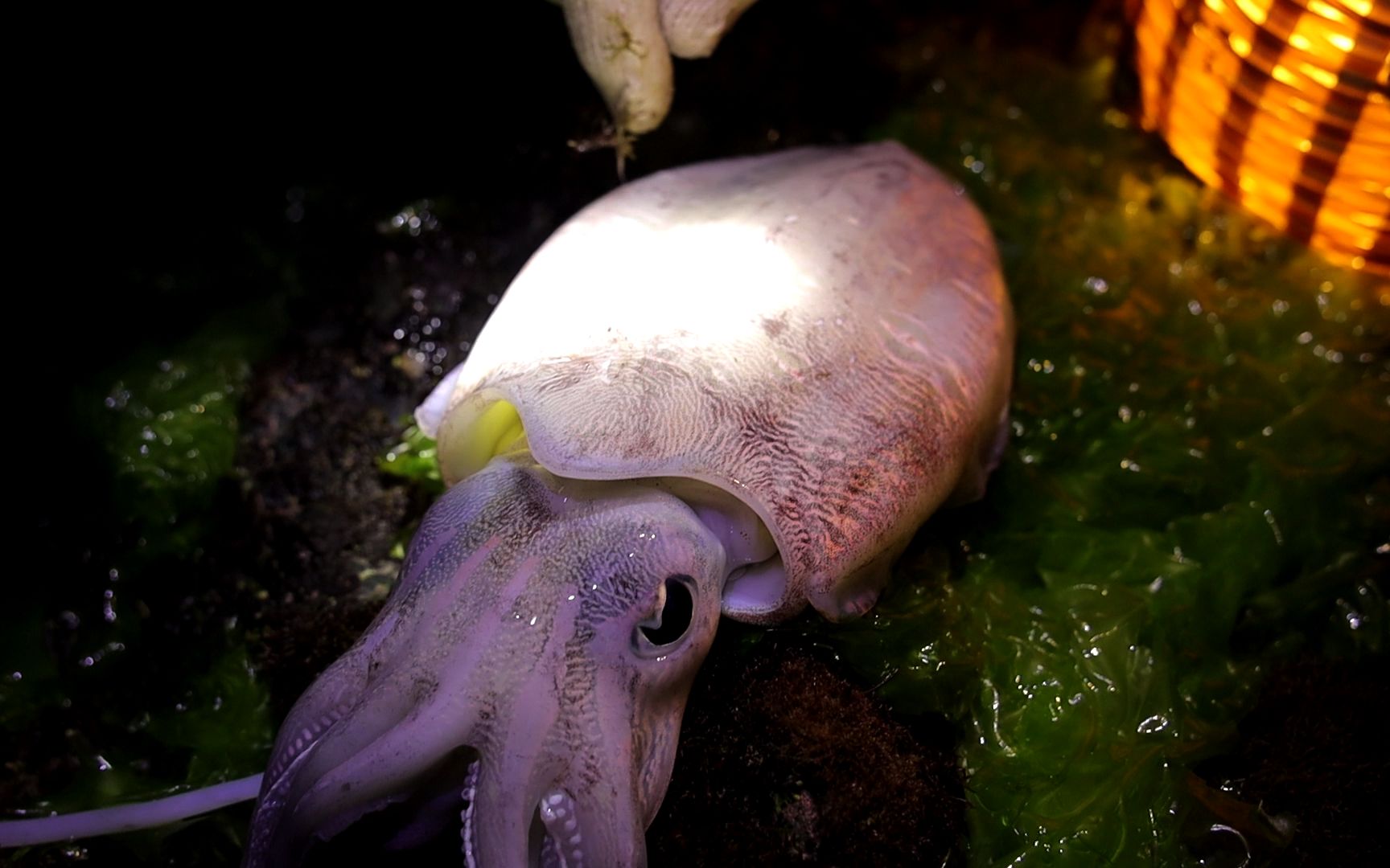 纹铭赶海发现墨鱼一只还有海线虫胆小的别看到最后