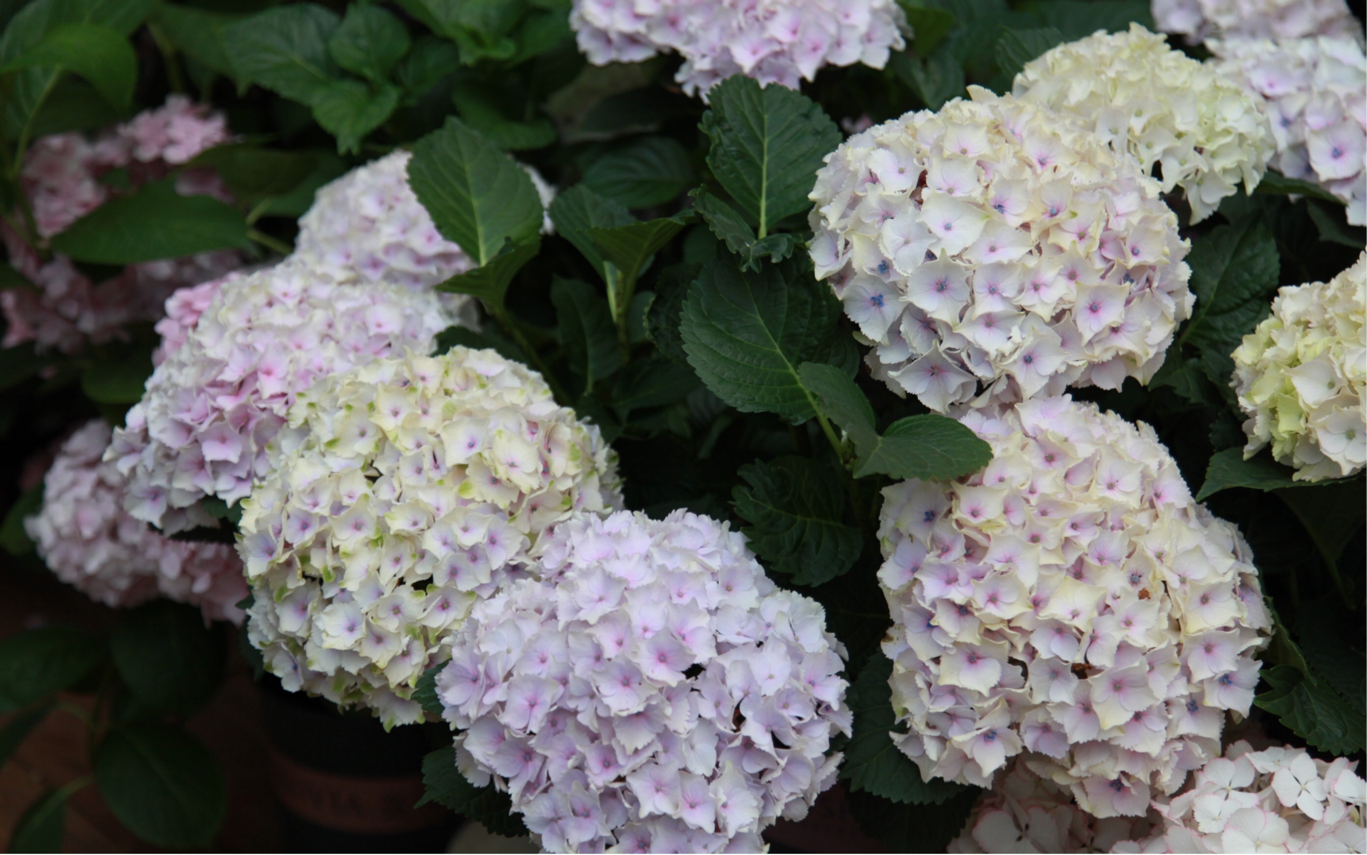 绣球花-魔幻海洋