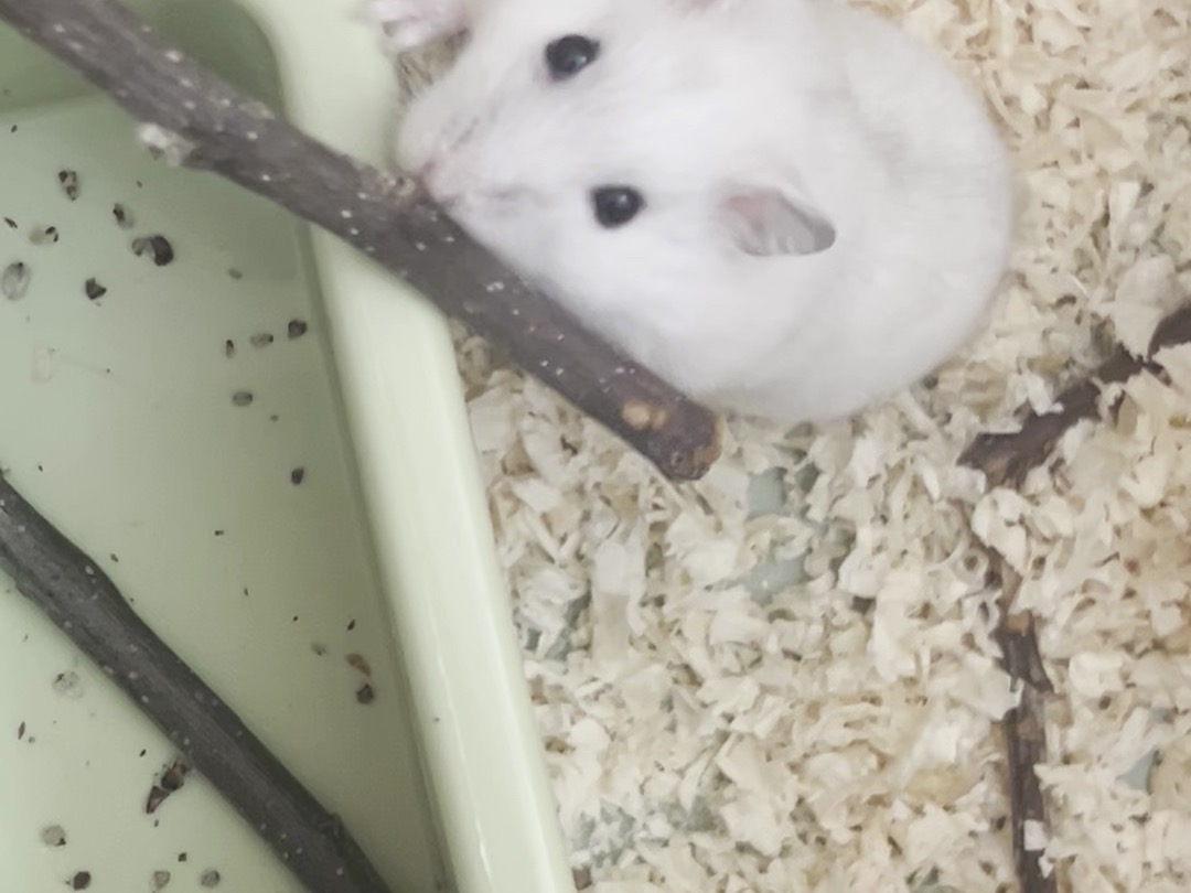 【仓鼠】笨蛋咬木棍