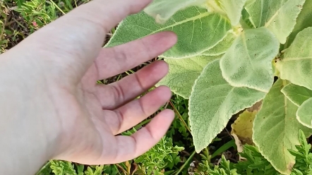 [图]荒野之国游记-在荒野中遇见的植物