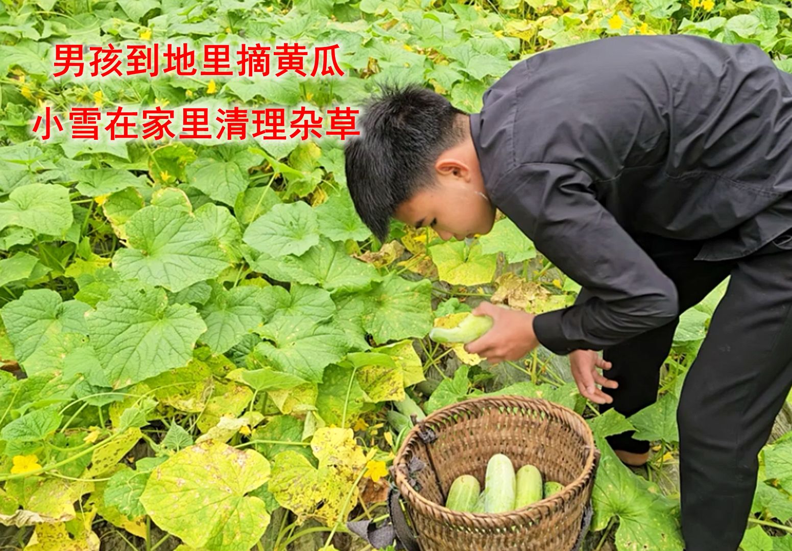 男孩独自外出到地里摘黄瓜,小雪留在家里整理杂草,生活很是默契哔哩哔哩bilibili