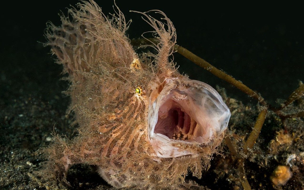 打个哈欠都能气吞山河,看似一动不动,吃起饭来却如光速的躄鱼