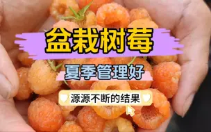 下载视频: 盆栽多季树莓夏季做好这些管理，不断结果，秋季果量可以多好几倍！