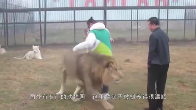 [图]游客进入玻璃笼中，和野生狮子近距离接触，猜猜狮子是什