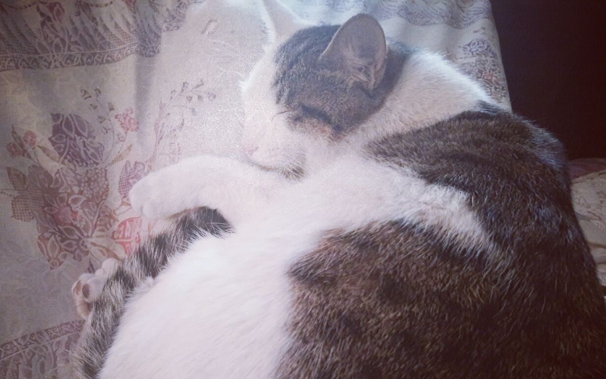 大肥猫抱大腿睡觉