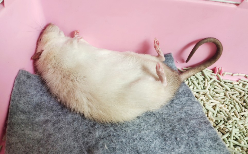 【花枝鼠】锤锤の小尾巴