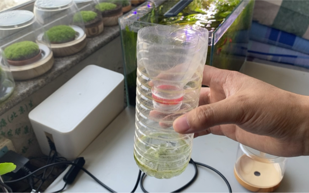 那么这个视频一定得看看,教你用矿泉水瓶子做一个简单的养苔藓容器