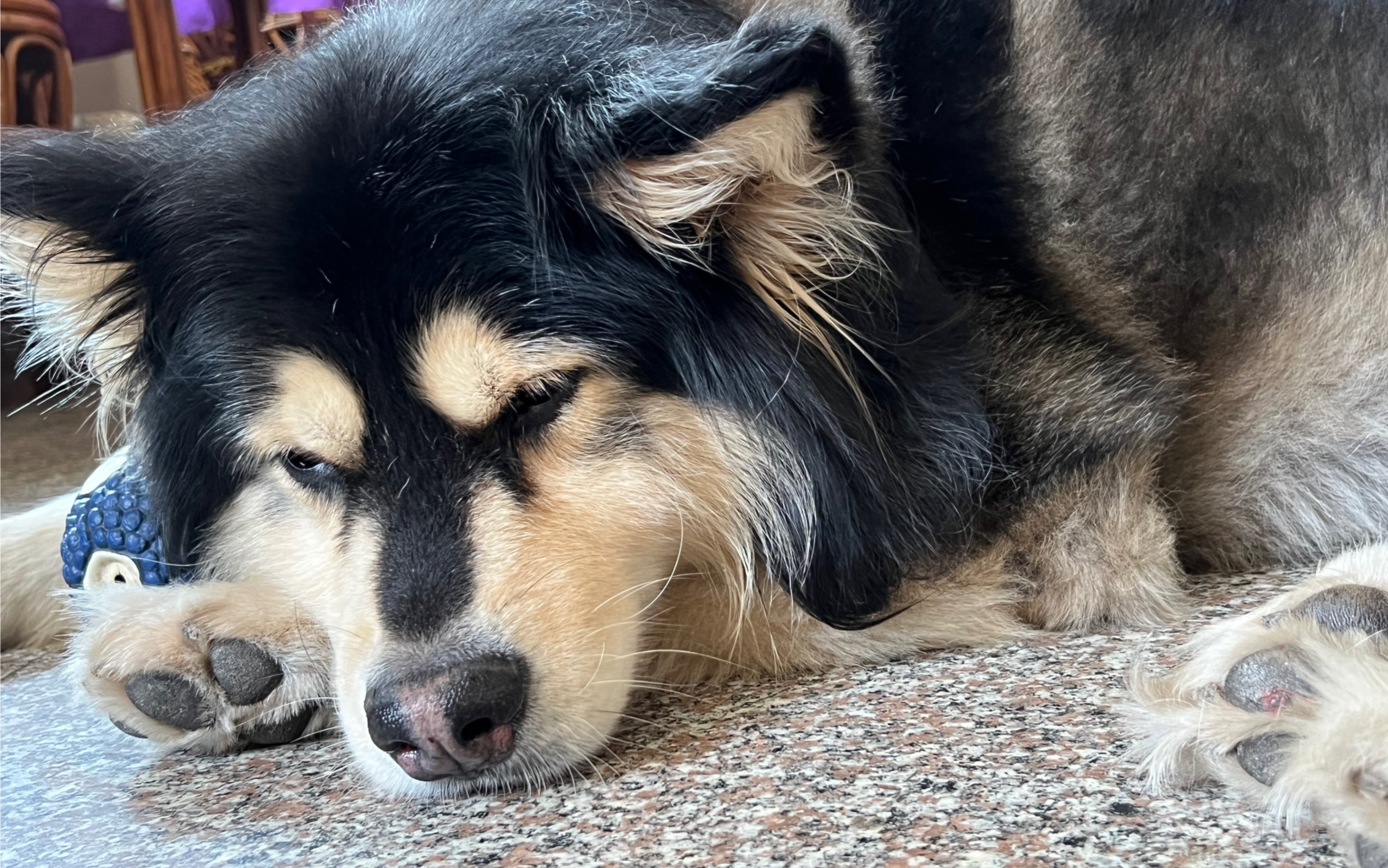 妈妈你看 狗狗也有 妖娆的睡姿!