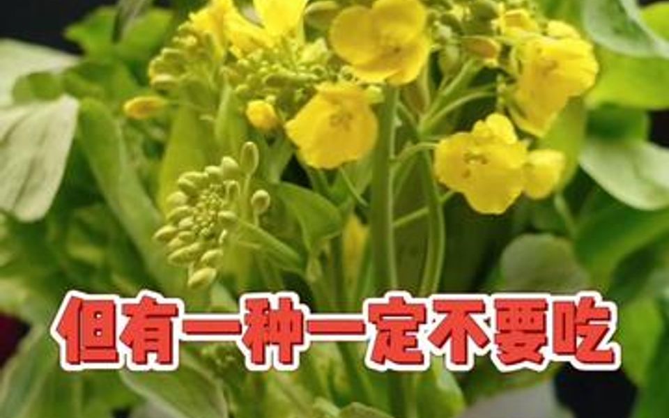 油菜花能不能吃,吃油菜花注意事项.哔哩哔哩bilibili