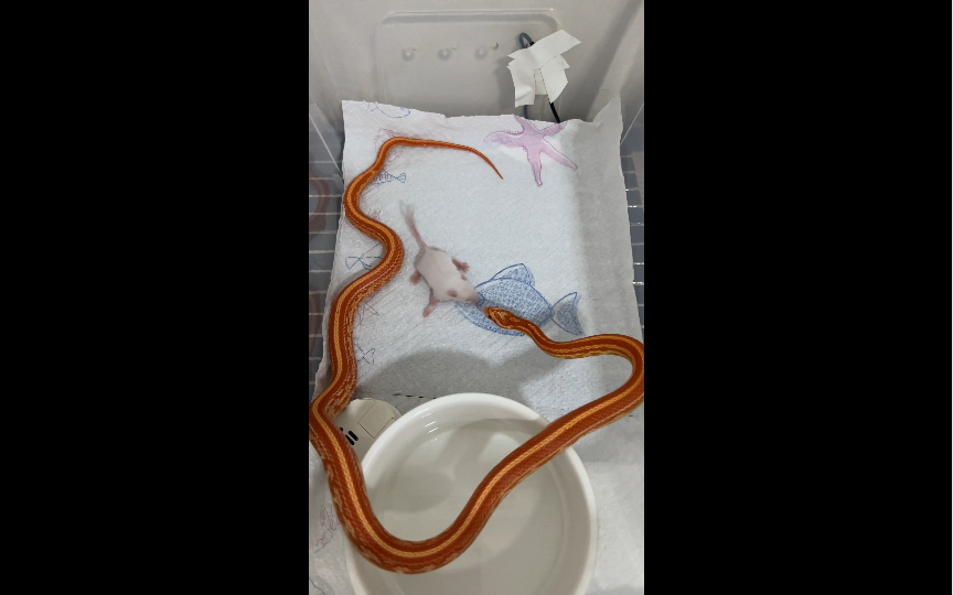 白化显直玉米蛇到家第六十五吃