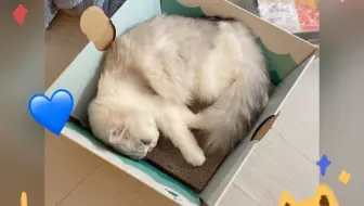 姨姨们怀里的小丢