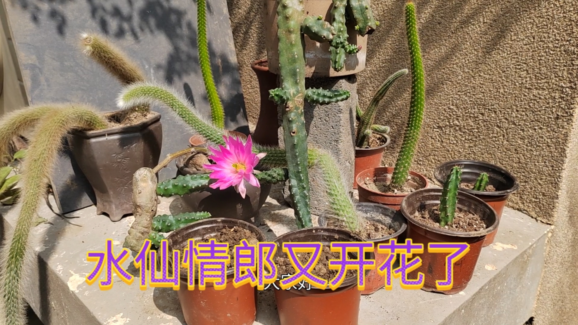 水仙情郎鼠尾扦插方法介绍