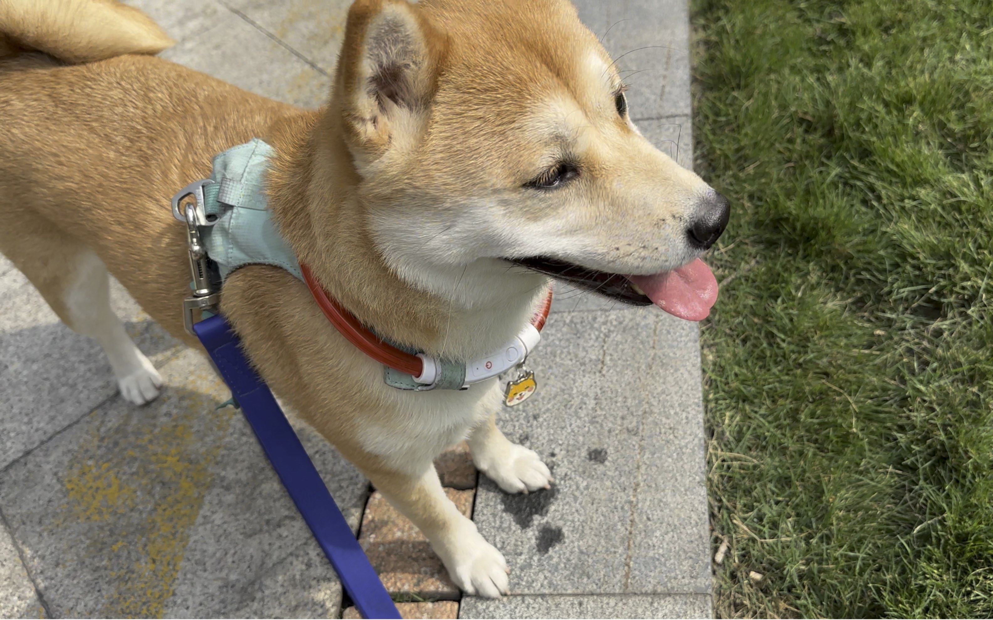 柴宝和草坪更配哦