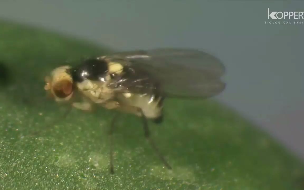 潜叶蝇的生命周期Life cycle of leaf miners哔哩哔哩bilibili